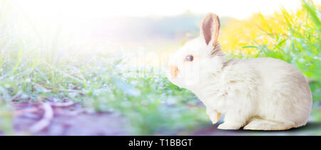 Simpatico coniglietto bianco tra la molla verde erba Foto Stock