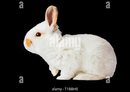 Pasqua coniglietto bianco isolato su sfondo nero Foto Stock