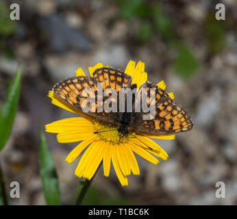 Buttefly sul fiore giallo Foto Stock