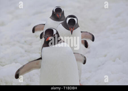 Tre Pinguini camminare dietro ogni altro Foto Stock