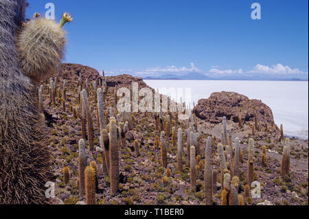 Isola Pescado su Santa de Ayes Parco Nazionale in Bolivia ANDE Foto Stock