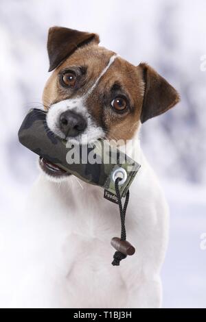 Parson Russell Terrier ritratto Foto Stock