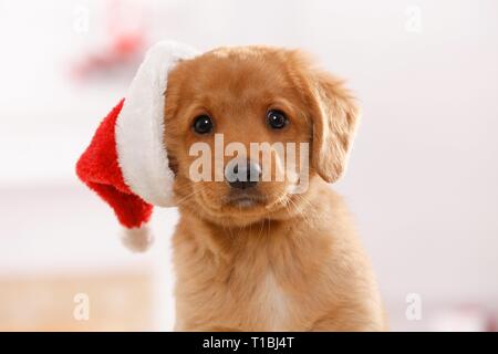 Nova Scotia Duck Tolling Retriever cucciolo Foto Stock