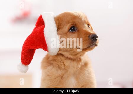 Nova Scotia Duck Tolling Retriever cucciolo Foto Stock