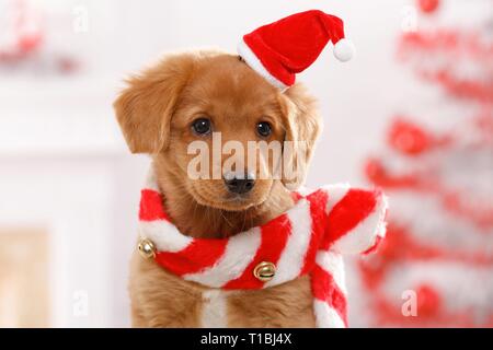 Nova Scotia Duck Tolling Retriever cucciolo Foto Stock