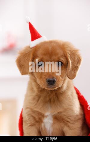 Nova Scotia Duck Tolling Retriever cucciolo Foto Stock