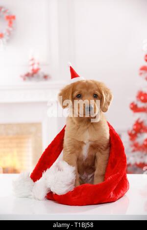 Nova Scotia Duck Tolling Retriever cucciolo Foto Stock