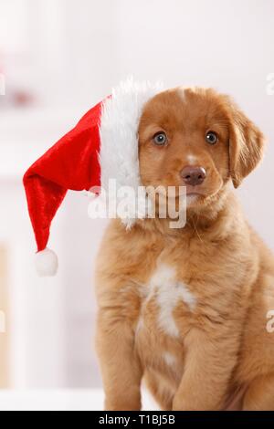 Nova Scotia Duck Tolling Retriever cucciolo Foto Stock