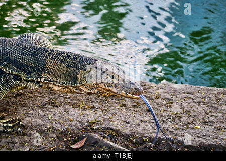 Questa unica immagine mostra il altamente pericoloso grandi draghi di Komodo nella famosa città Lumpini Park a Bangkok Foto Stock