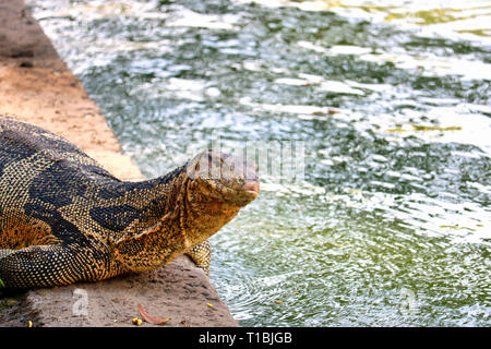 Questa unica immagine mostra il altamente pericoloso grandi draghi di Komodo nella famosa città Lumpini Park a Bangkok Foto Stock