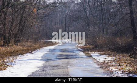 Un giovane cervo attraversando la strada Foto Stock