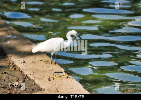 Questa unica immagine mostra un bellissimo airone bianco al bordo del lago a caccia di pesci nel Parco Lumpini di Bangkok Foto Stock