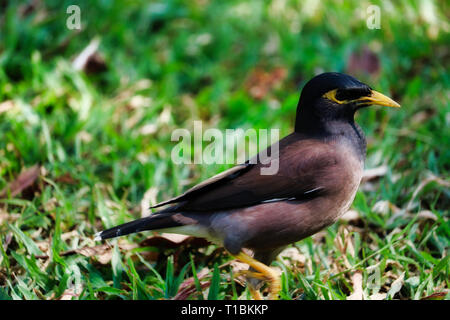 Questa unica immagine mostra un bellissimo uccello tailandese seduto in erba nel famoso parco della città Lumpini Park a Bangkok Foto Stock