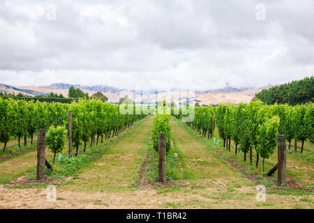 Maturazione uve bianche a vigneto nella regione di Marlborough, il paese più grande della regione vitivinicola con segni distintivi di terreni e condizioni climatiche, Sud è Foto Stock