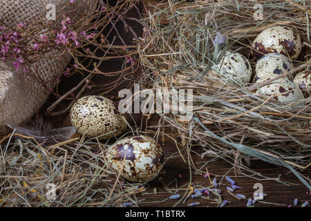 La pasqua ancora in vita. Uova di quaglia nel nido e sul vecchio tavolo in legno nel granaio tra il fieno e fiori secchi. Foto Stock