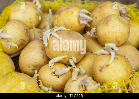 Primo piano di plantule di patate con i germogli in un sacchetto di plastica, preparato per la semina su un tavolo di legno. Foto Stock