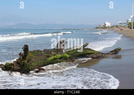 Spiaggiata log/legno deriva che assomiglia a una sirena su un messicano sabbioso litorale costiero, onde del mare che lambisce le alghe registro coperto Foto Stock