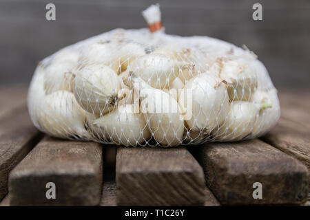 Agricoltura,coltivazione, agricoltura e verdure concetto: cipolla bianca piccola in una pezza di rete di plastica Sacchi,preparati per la semina su un tavolo di legno. Foto Stock