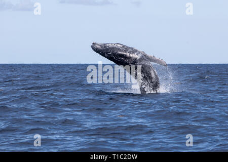 Un giovane Humpback Whale, Megaptera novaeangliae, violazioni fuori le acque blu del Mar dei Caraibi. Foto Stock