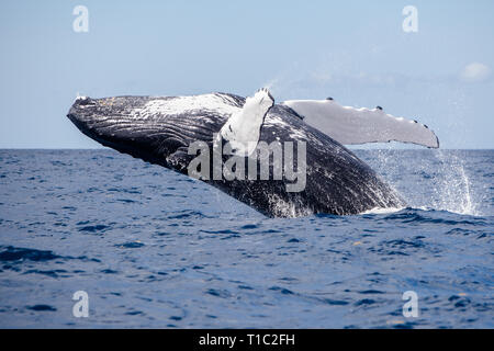 Un enorme Humpback Whale, Megaptera novaeangliae, violazioni fuori le acque blu del Mar dei Caraibi. Foto Stock