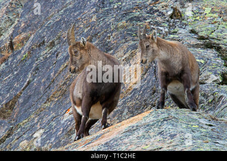 Stambecco delle Alpi (Capra ibex) femmina con i giovani nella roccia in inverno nelle Alpi Foto Stock