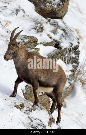 Stambecco delle Alpi (Capra ibex) femmina rovistando sul pendio di montagna nella neve in inverno nelle Alpi Foto Stock