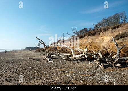 Effetti di erosione costiera, Benacre, Suffolk, Inghilterra. Foto Stock