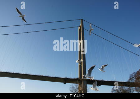 Gabbiani al Humber Bridge, Foto Stock