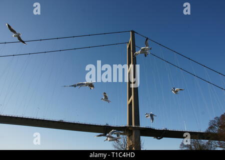 Gabbiani al Humber Bridge, Regno Unito più lunga del singolo-span ponte di sospensione Foto Stock
