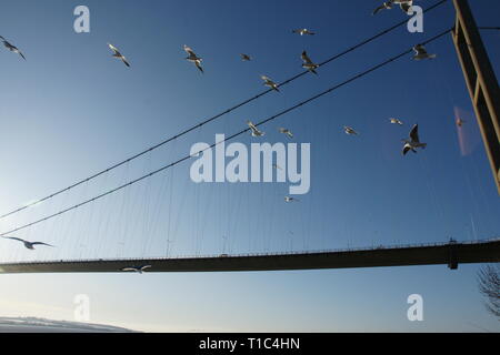 Gabbiani al Humber Bridge, Regno Unito più lunga del singolo-span ponte di sospensione Foto Stock