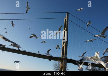 Gabbiani al Humber Bridge, Foto Stock