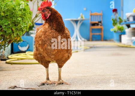 In primo piano si erge il gallo che guarda nella telecamera. In background cat giace su una sedia sotto una parete blu. Una bella vista di un piacevole la fauna selvatica Foto Stock