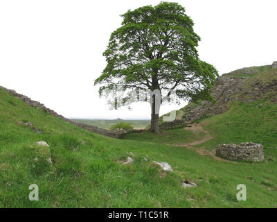 La struttura ad albero di platano Gap, il vallo di Adriano, Northumberland Foto Stock