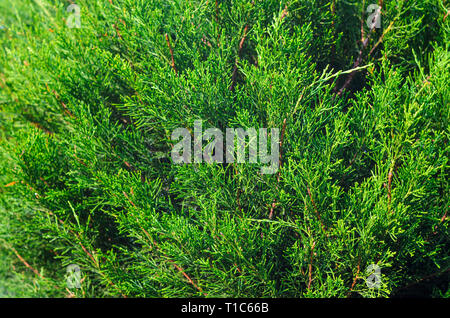 Thuja conifere Texture vegetale. Floreale verde sullo sfondo bianco Foto Stock