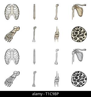 Nervatura,colonna vertebrale,femore,piedi,fibre,gabbia,chiropratica,rotto,bacino,caviglia,,ossea sana,xray,backbone,fibula,hip,gamba,scientific,corpo vertebrale,,shin,pelvico podologia,,GINOCCHIO,muscolo,l'osteoporosi,tibia,l'avampiede,l'epitelio,sterno,postura,medicina clinica,,biology,medical,osso,skeleton,anatomia umana,,organi,impostare,vettore,icona,immagine,isolato,raccolta,design,l'elemento,graphic,segno vettori vettore , Illustrazione Vettoriale