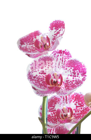 Rosa e Bianco petalo di un bellissimo orchid su sfondo bianco Foto Stock