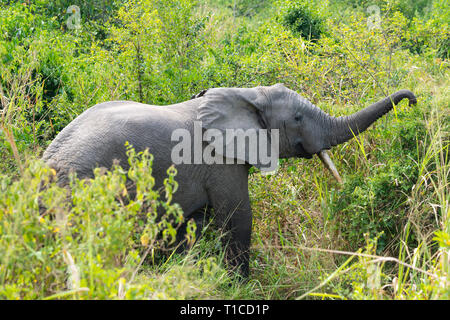 Elefante africano (Loxodonta africana) foraggio dal lato della pista nel settore Ishasha del Queen Elizabeth National Park nel sud ovest dell Uganda, Africa orientale Foto Stock