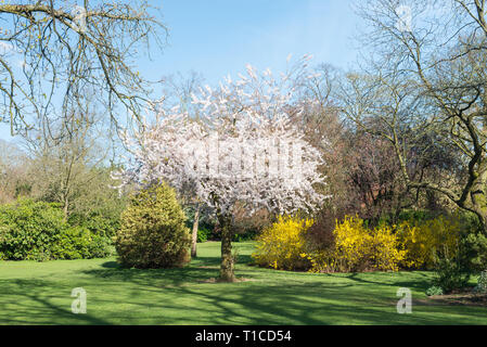 Sole primaverile in Cannon Hill Park Ubicato nella zona di Edgbaston, Birmingham Foto Stock