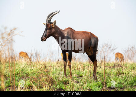 Solitario topi (Damaliscus lunatus) nel settore Ishasha del Queen Elizabeth National Park nel sud ovest dell Uganda, Africa orientale Foto Stock