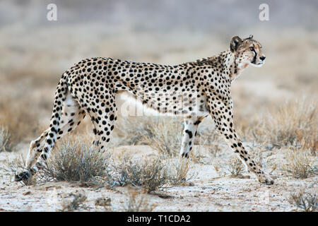 Femmina lentamente il ghepardo stalking potenziale preda di mattina presto per alimentare i suoi giovani close up. Acinonyx jubatus Foto Stock