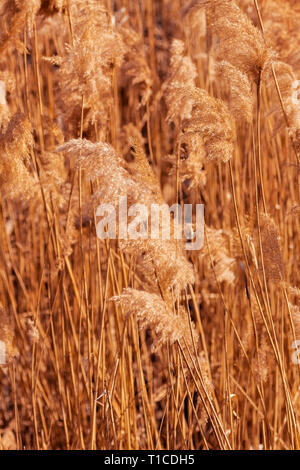 Erba, canne di gambi secchi e frusta oscilla nel vento sun giorno, orizzontale, selettivo soft focus di Costa Foto Stock
