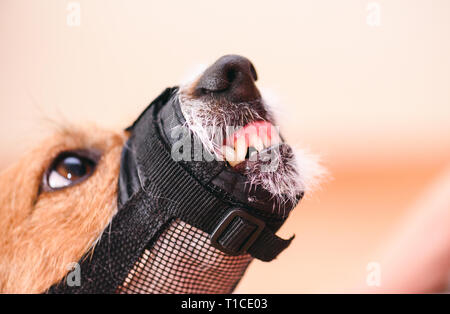 Cane aggressivo in volata mostra zanne e denti cercando Foto Stock