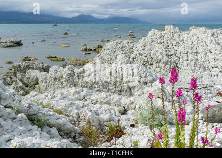 Kaikoura insolite caratteristiche costiere bianco arenaria stratificata di forma irregolare e frastagliata di rosa fiori di campo Foto Stock