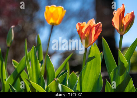 Tulipani colorati che fiorisce in primavera presso il centro storico di Oakland il cimitero di Atlanta, Georgia. (USA) Foto Stock