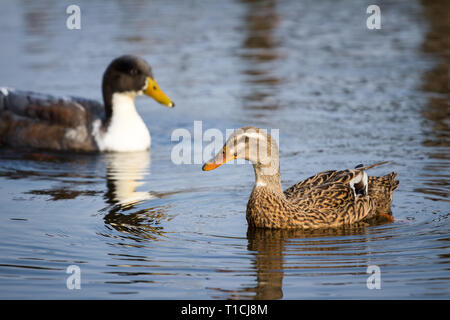 Coppia di anatre di nuoto in acqua (Anatidi) Foto Stock