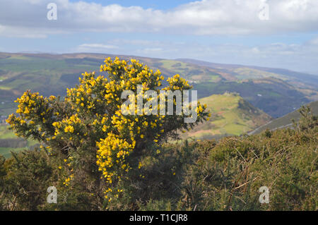 Panorama a piedi sulla montagna Eglwyseg nei primi giorni di sole primaverile, Llangollen Foto Stock