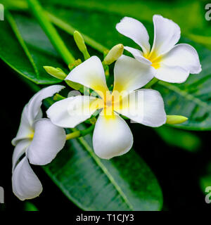 Fiori bianchi di fioritura Plumeria (Lan Thom)albero, simbolo della Thailandia. Vista ravvicinata. Foto Stock