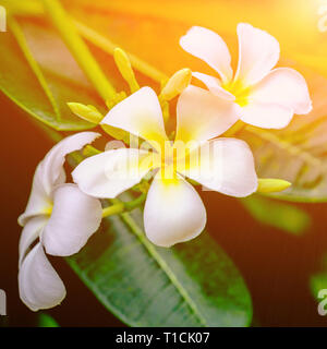 Fiori bianchi di fioritura Plumeria (Lan Thom)albero, simbolo della Thailandia. Vista ravvicinata con tonico effetto del filtro. Foto Stock