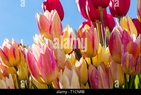 Soleggiato tulipani in fiore nel giardino in primavera. Foto Stock