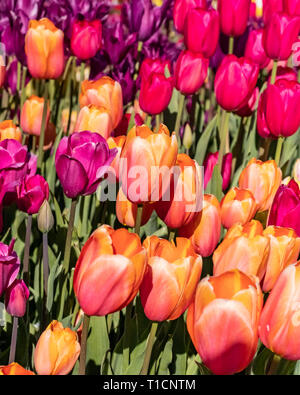 Soleggiato tulipani in fiore nel giardino in primavera. Foto Stock